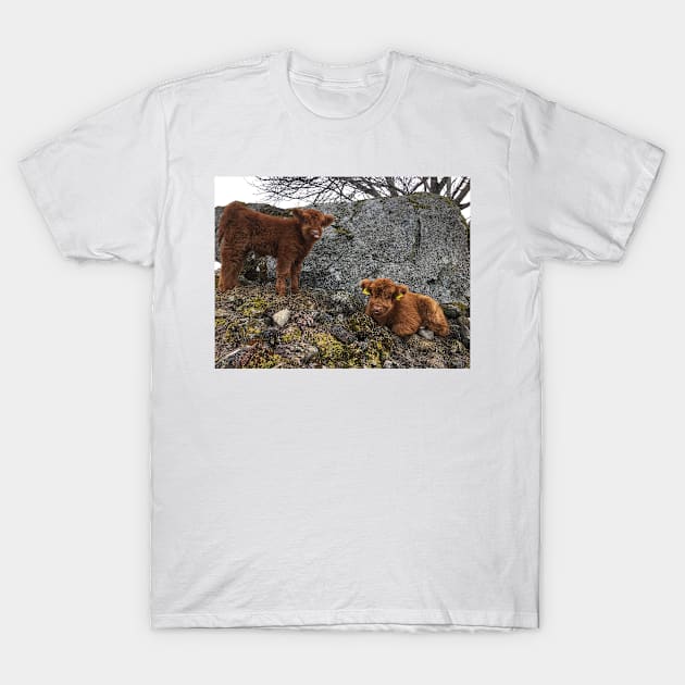 Scottish Highland Cattle Calves 1745 T-Shirt by SaarelaHighland